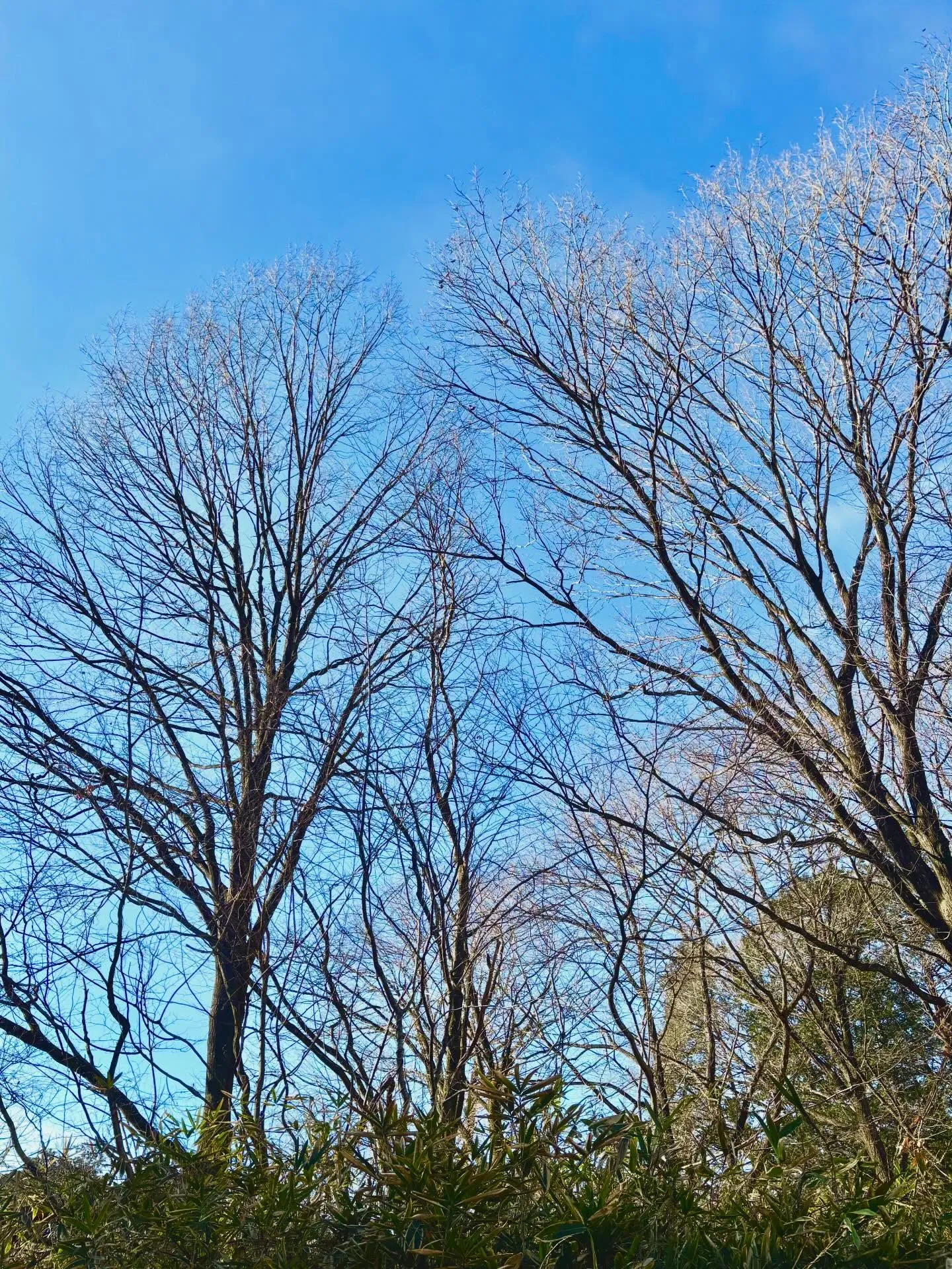 今朝は 車のフロントガラスもガチガチに凍って かなり冷え込ん...