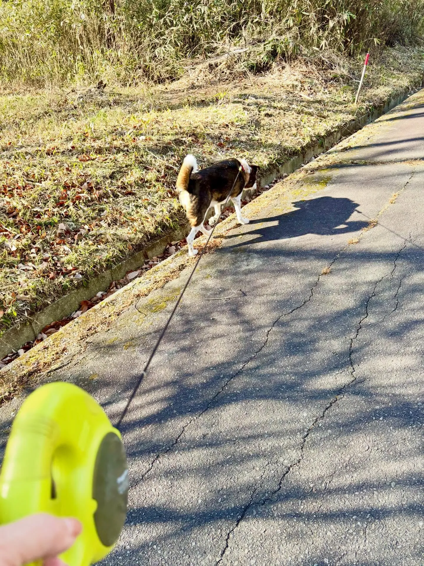 今朝は 車のフロントガラスもガチガチに凍って かなり冷え込ん...