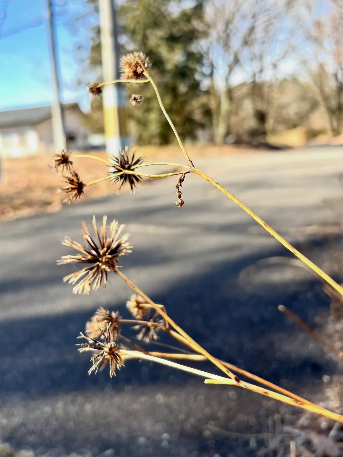 今朝は 車のフロントガラスもガチガチに凍って かなり冷え込ん...