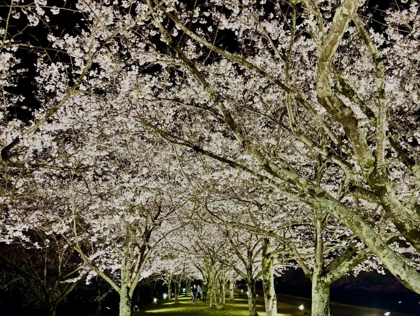 さくら市 ゆうゆうパークにて